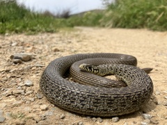 Balkan Whip Snake photo 2