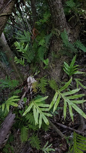 Microsorum grossum