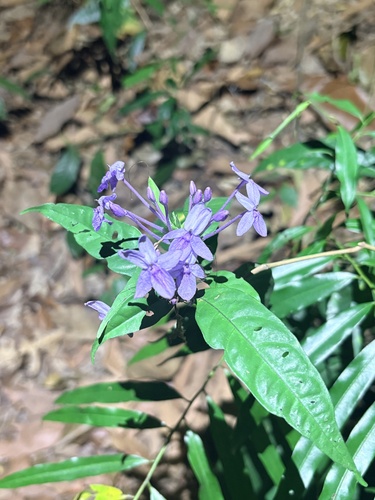 Pseuderanthemum acuminatissimum observed 2026-04-24