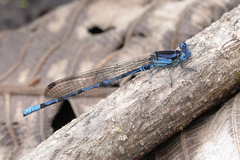 Argia elongata