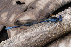 Argia elongata