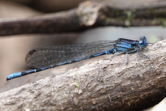 Argia elongata