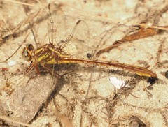 Phanogomphus minutus