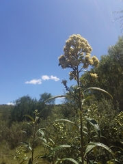 Baccharis punctulata