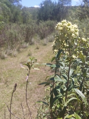 Baccharis punctulata