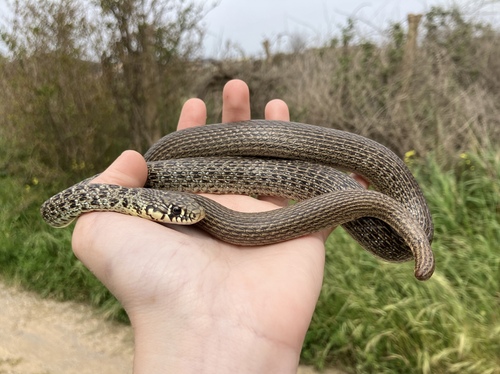 Balkan Whip Snake
