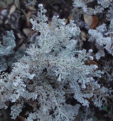 Sphaerophorus stereocauloides