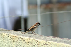Passer domesticus