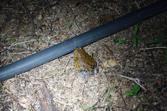 Dermatonotus muelleri