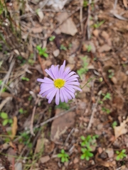 Brachyscome rigidula