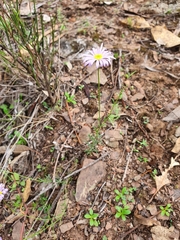 Brachyscome rigidula