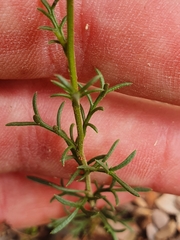 Brachyscome rigidula