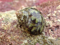 Phasianella ventricosa