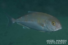 Seriola hippos