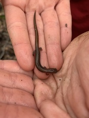 Eurycea multiplicata