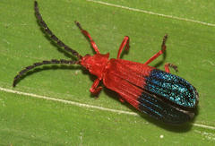 Thonalmus chevrolati