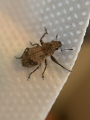 Pantomorus postfasciatus