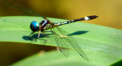 Macrothemis ultima