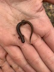 Eurycea multiplicata