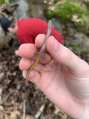 Eurycea multiplicata