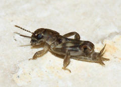 Tridactylidae