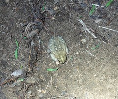 Rhinella granulosa