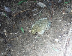 Rhinella granulosa