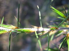 Pultenaea acerosa