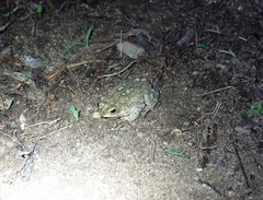 Rhinella granulosa