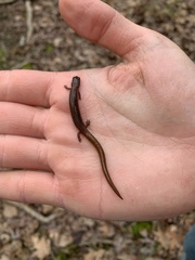 Eurycea multiplicata