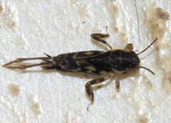 Tridactylidae