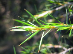 Pultenaea acerosa