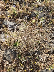 Streptanthus diversifolius