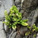 Asplenium decurrens - Photo (c) Jacqui Geux, some rights reserved (CC BY), uploaded by Jacqui Geux