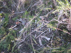 Pultenaea acerosa