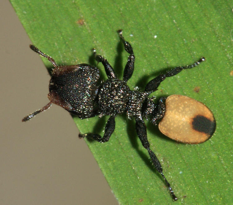 Hamulus-group Turtle Ants