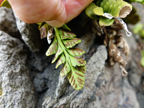 Image of Asplenium decurrens by (c) Jacqui Geux, some rights reserved (CC BY)