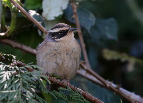 Siberian Accentor, photo 10 of 10