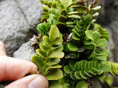 Asplenium decurrens