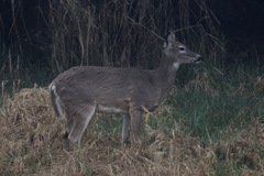 Odocoileus virginianus leucurus