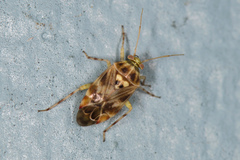 Tropidosteptes quercicola