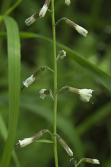Parasenecio auriculatus