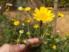 Anacyclus radiatus