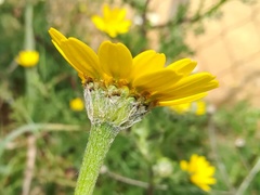 Anacyclus radiatus