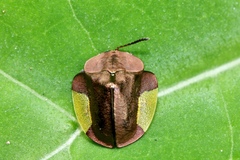 Cyrtonota lateralis