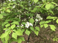 Crataegus pulcherrima