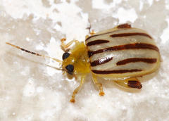 Walterianella sublineata