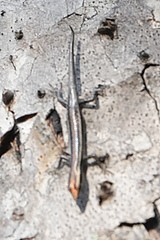 Cryptoblepharus virgatus