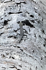 Cryptoblepharus virgatus
