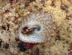 Clanculus limbatus